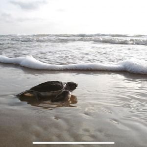 Meet your Posher, Felipe